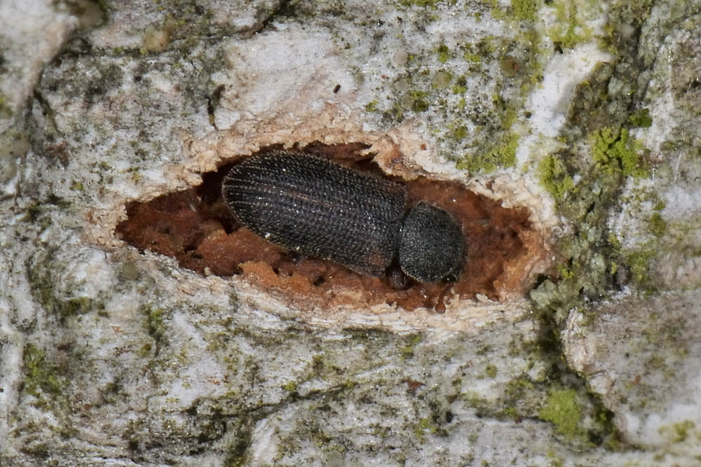 Synchita humeralis - Zopheridae, Colidiinae